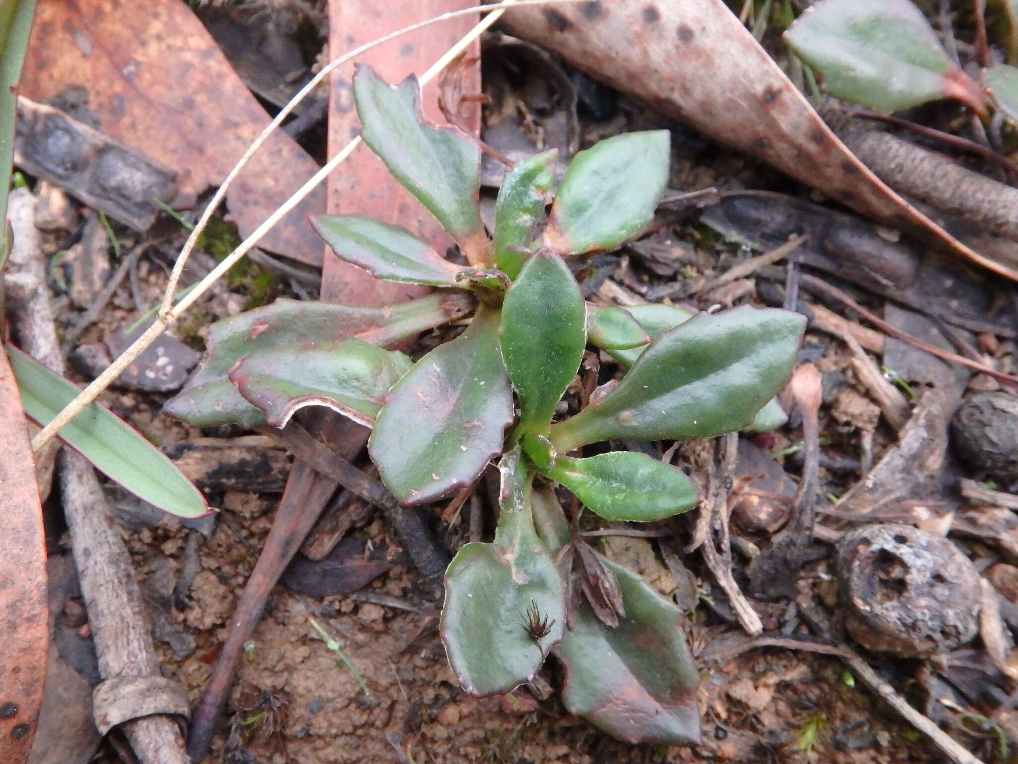 Image of Goodenia blackiana R. C. Carolin