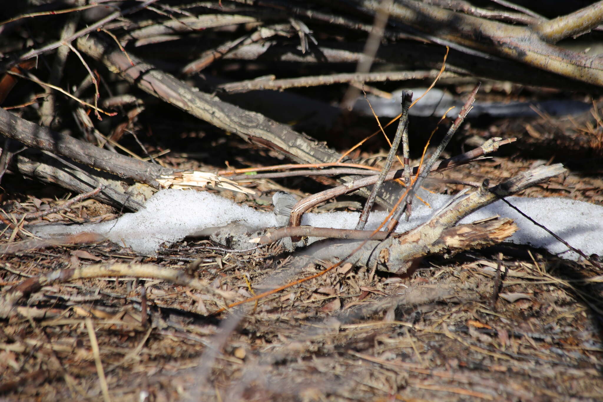 Image of <i>Poecile gambeli abbreviatus</i>