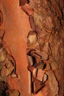 Image of Pacific madrone