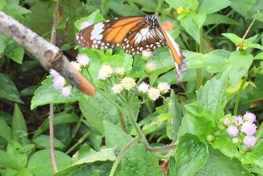 صورة Danaus (Salatura) affinis malayana (Fruhstorfer 1899)