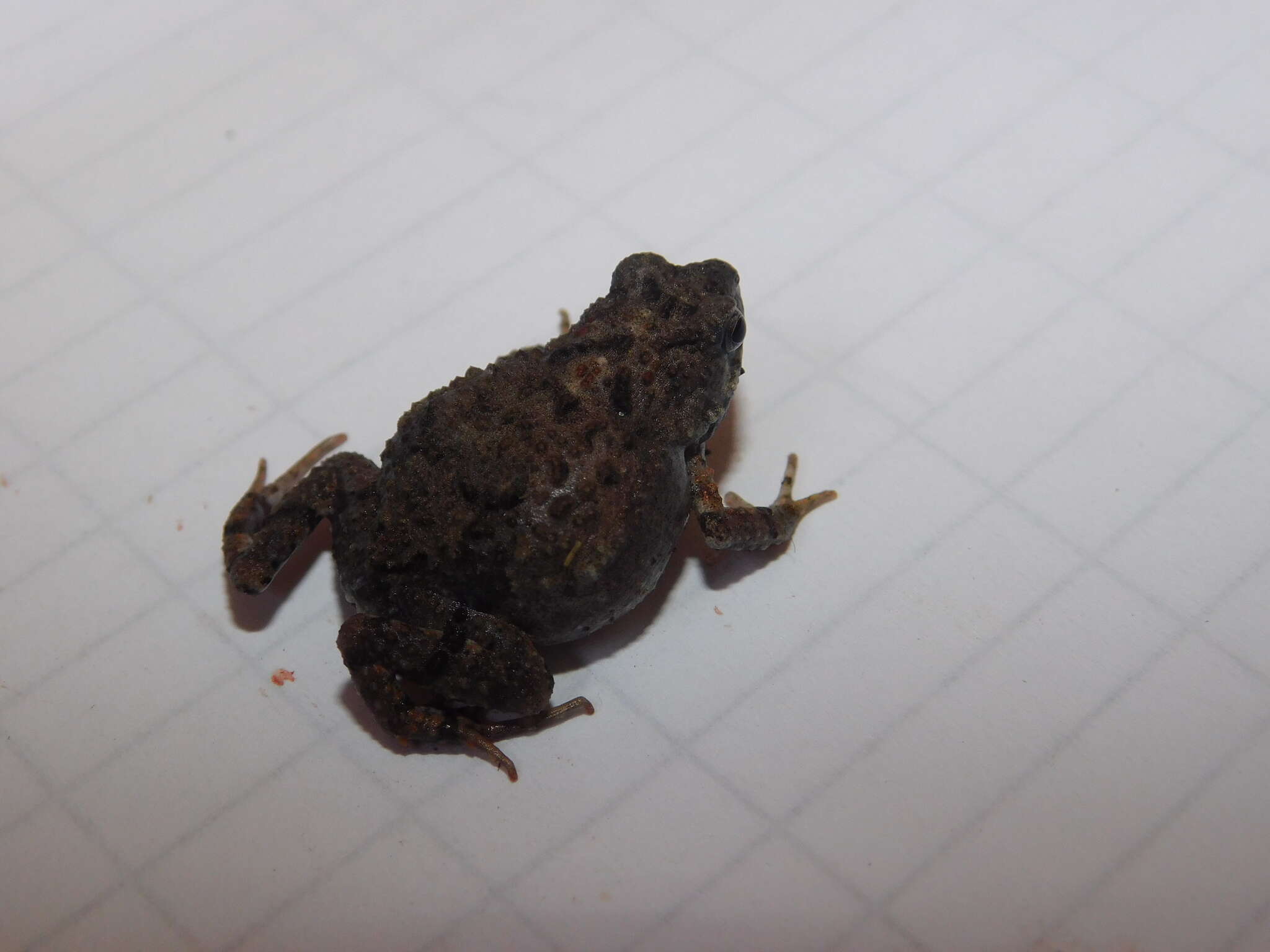 Image of Tungara Frog