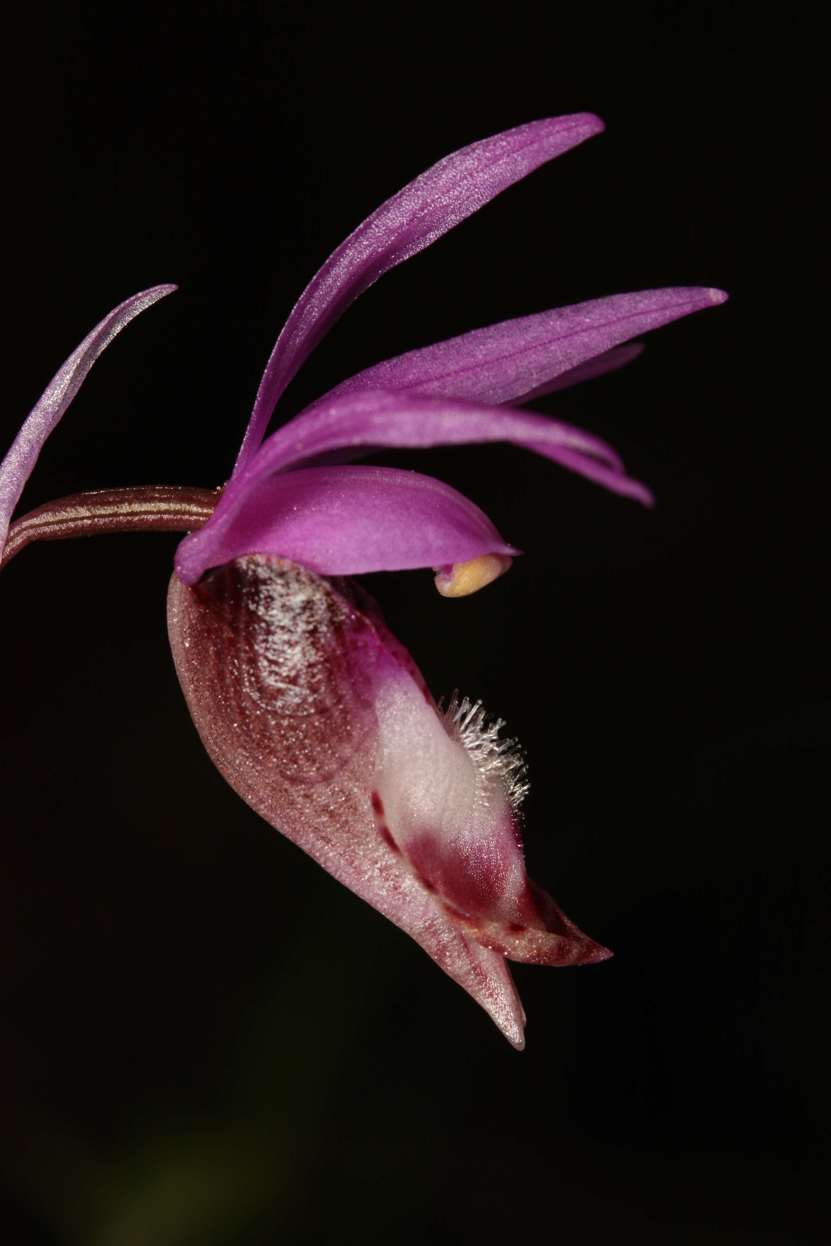 Image of calypso orchid