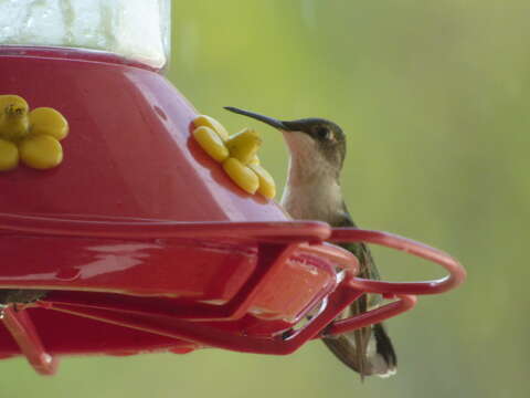 Image of Ruby-throated Hummingbird