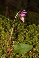 Image of calypso orchid