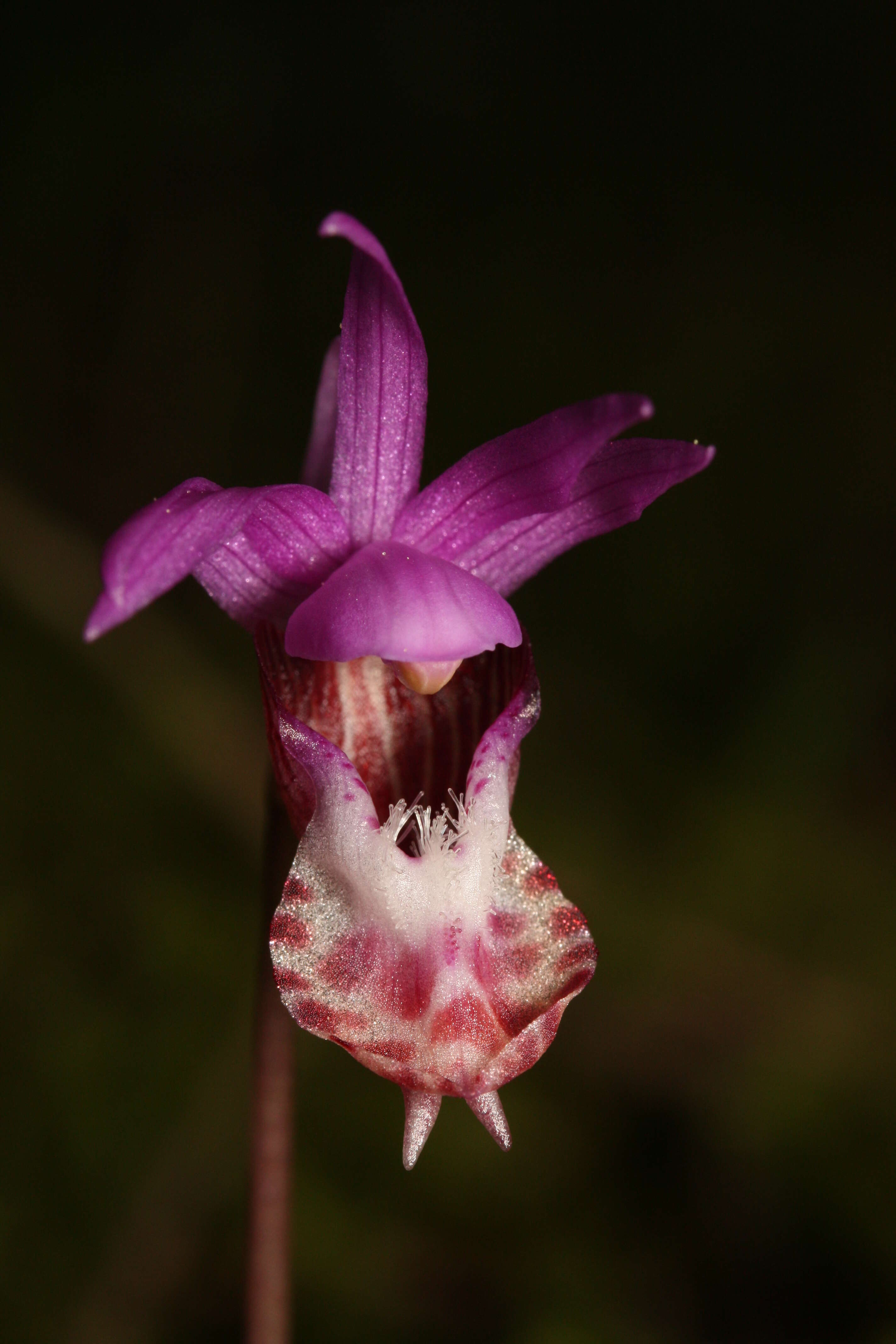 Image of calypso orchid