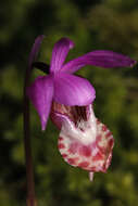 Image of calypso orchid