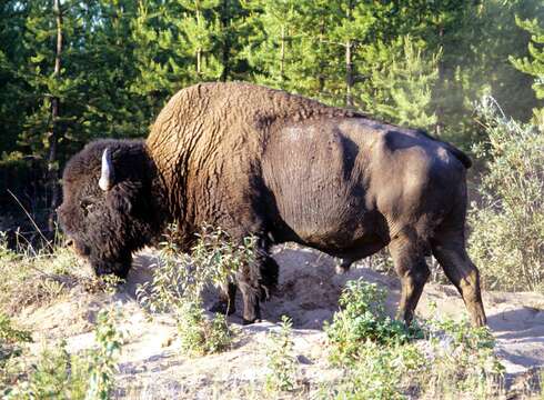 Image of Bison bison athabascae