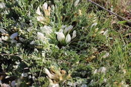 Image of Astragalus rupifragus Pall.