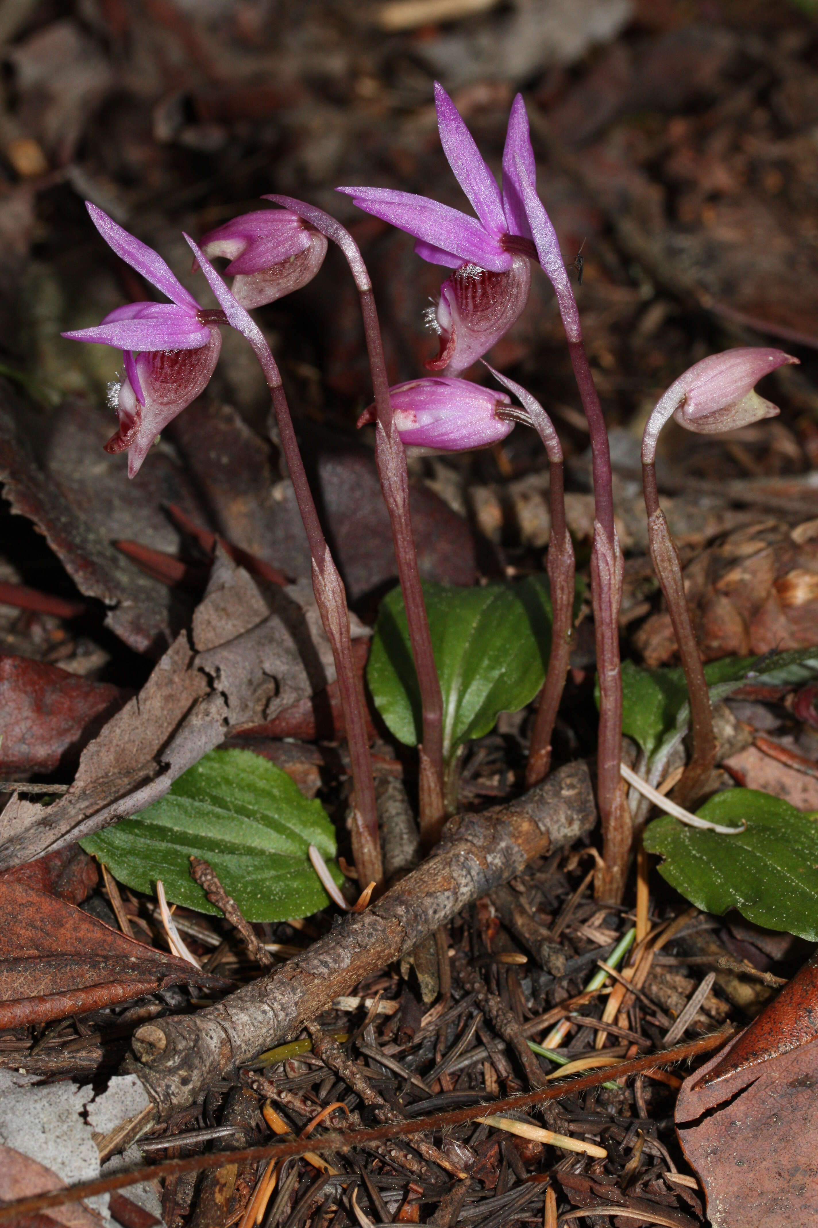 Image of calypso orchid