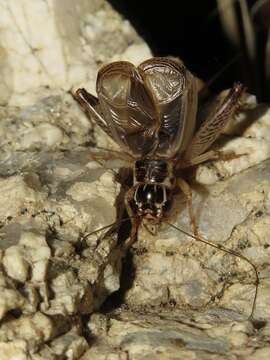 صورة Eugryllodes escalerae (Bolívar & I. 1894)