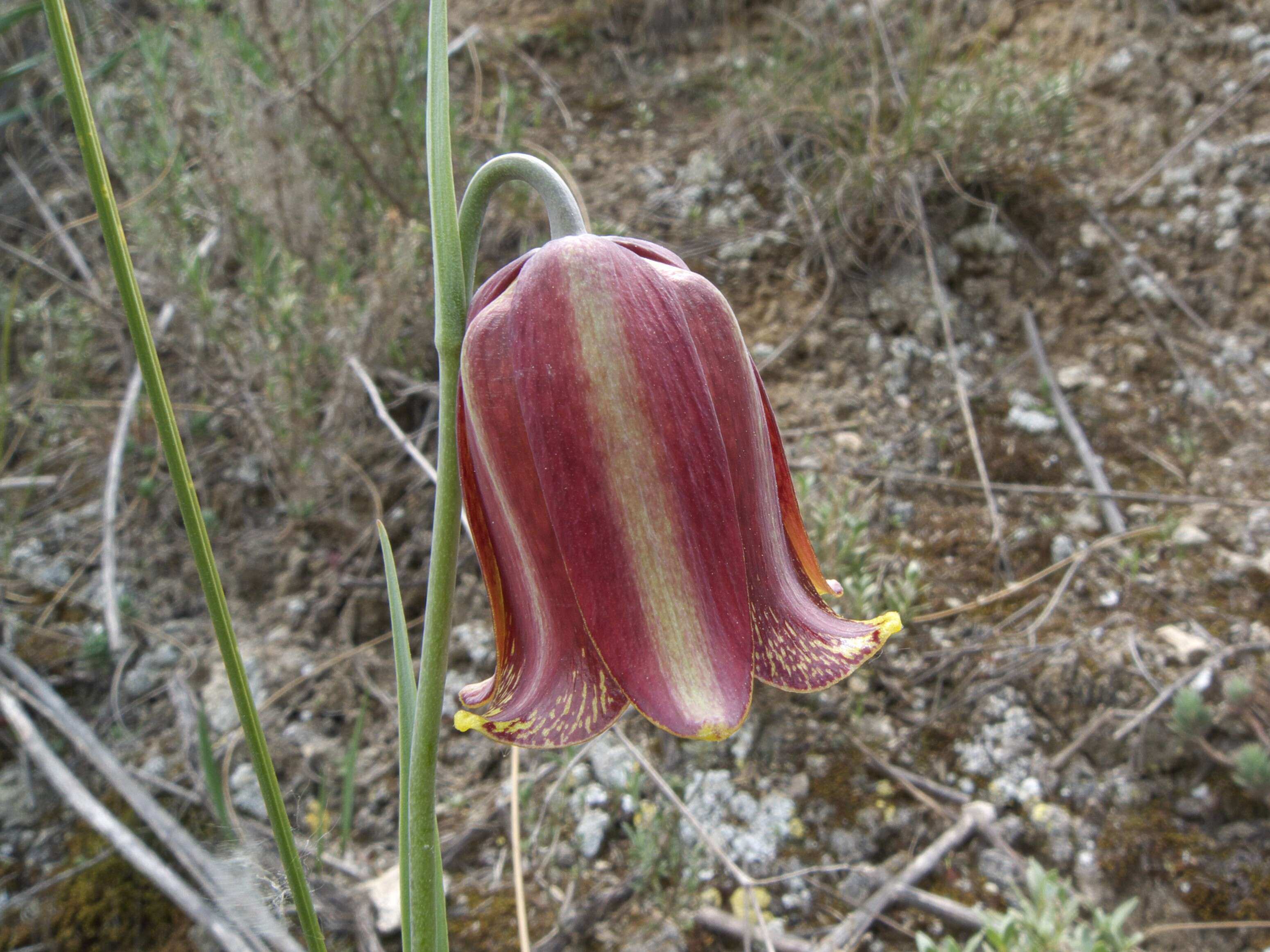 Image of Fritillaria lusitanica Wikstr.