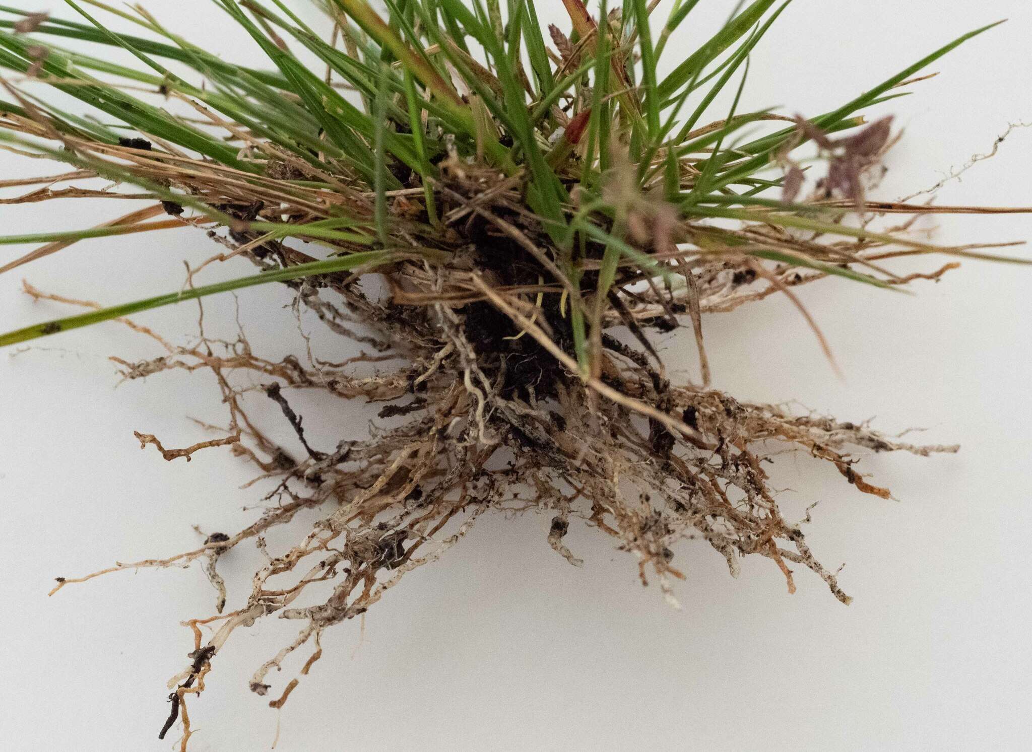 Image of Australian lovegrass