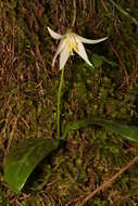 Image of giant white fawnlily