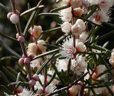 Image of Hypocalymma angustifolium Schau.