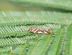 Image of Macrobathra heminephela Meyrick 1886