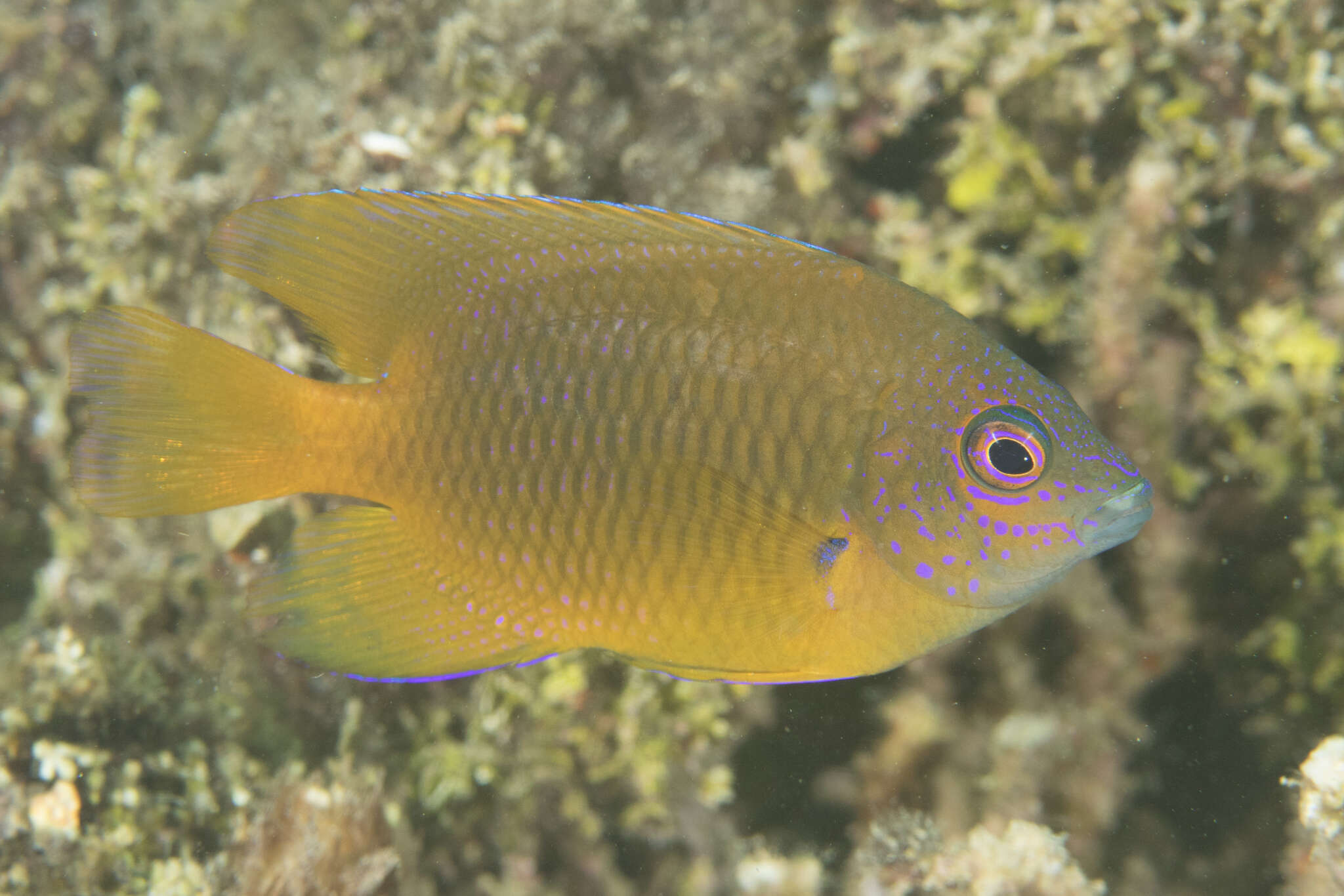 Image of Azurespt damselfish