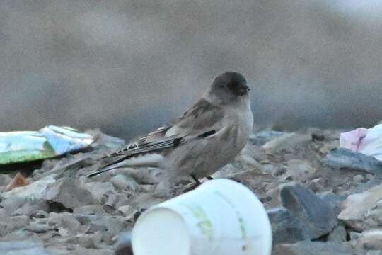 Image of Black-headed Mountain-Finch