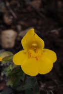 Image of Erythranthe guttata (DC.) G. L. Nesom