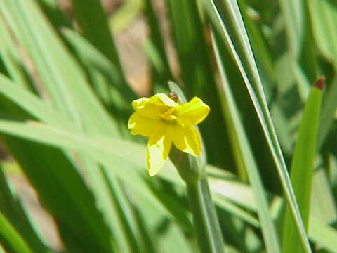 صورة Sisyrinchium californicum (Ker Gawl.) Dryand.