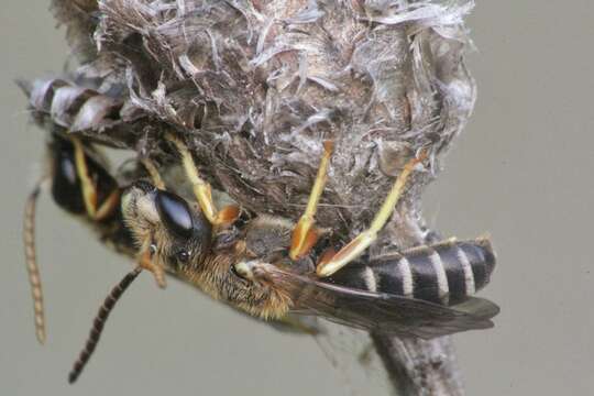 Image of Halictus simplex Blüthgen 1923