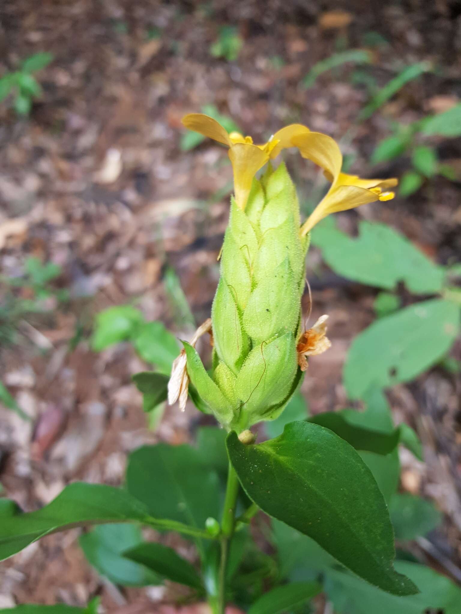 Image of Barleria crossandriformis C. B. Cl.