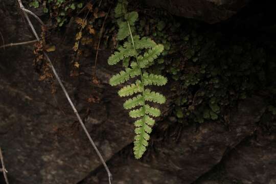 Image of New Mexico cliff fern