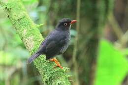 Image of Slaty-backed Nightingale-Thrush