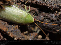 Image of Green Banana Cockroach