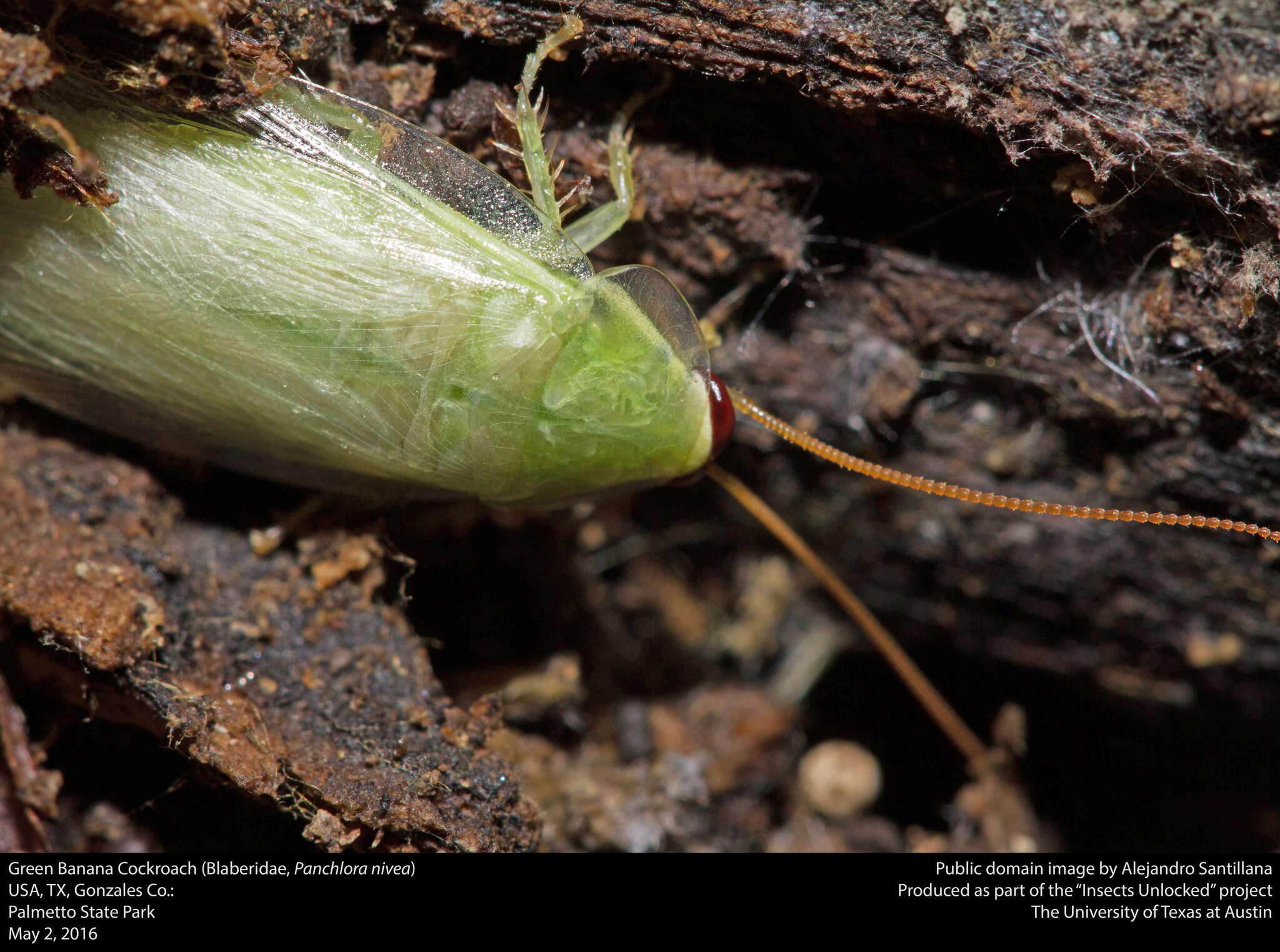 Image of Green Banana Cockroach