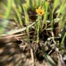 Image of tufted flax