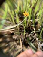 Image of tufted flax