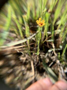 Linum imbricatum (Raf.) Shinners resmi