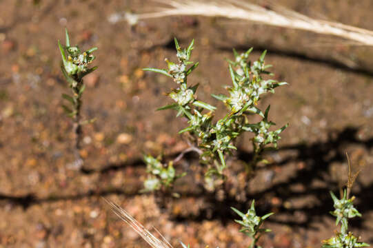 Image of Narrow-leaved cudweed