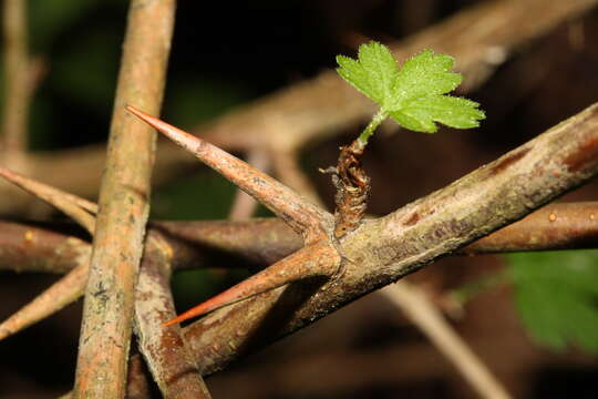 Image of spreading gooseberry