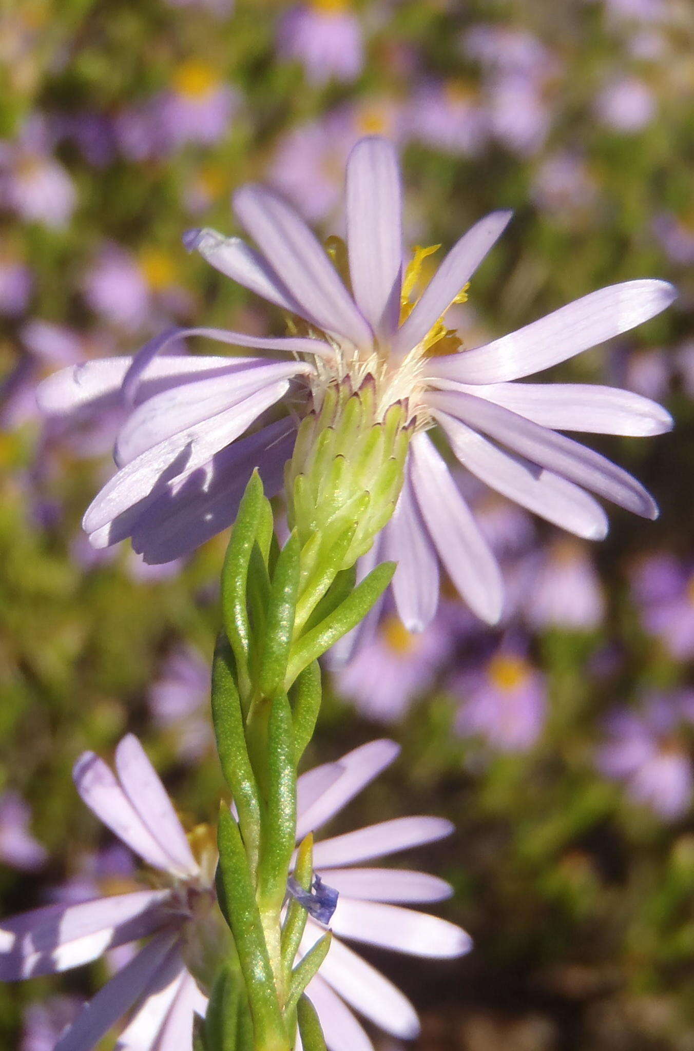 Image of Felicia filifolia subsp. filifolia