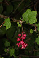 Imagem de Ribes sanguineum Pursh