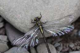 Image of Pygmy Clubtails