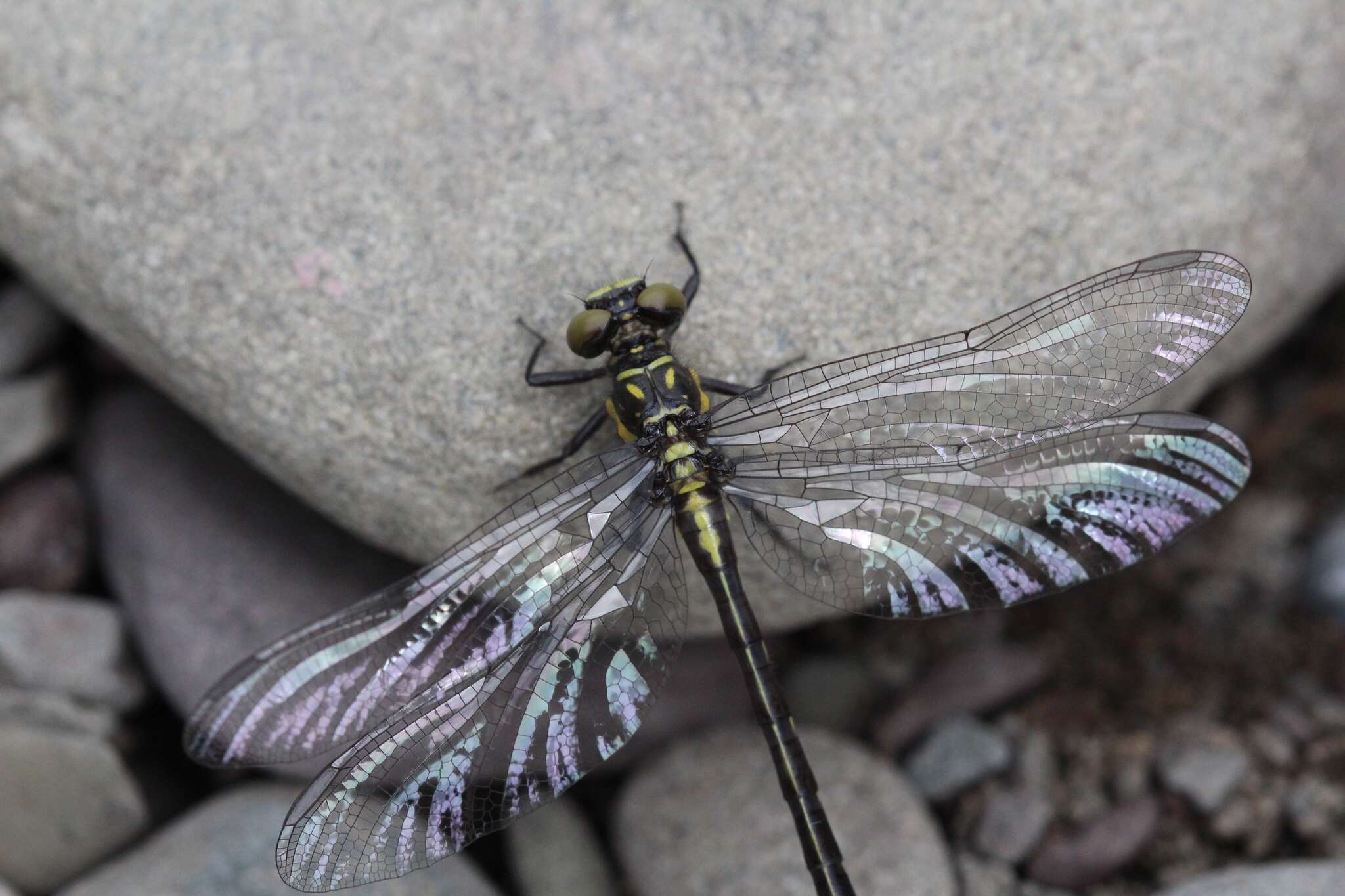 Image of Pygmy Clubtails