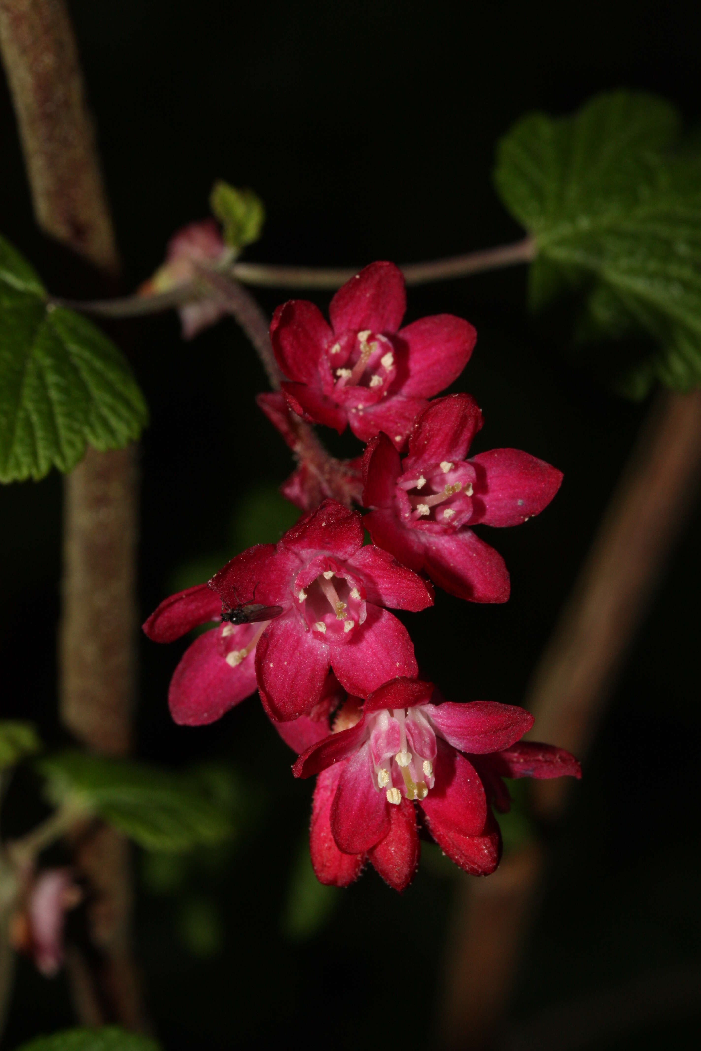 Imagem de Ribes sanguineum Pursh