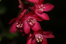 Imagem de Ribes sanguineum Pursh