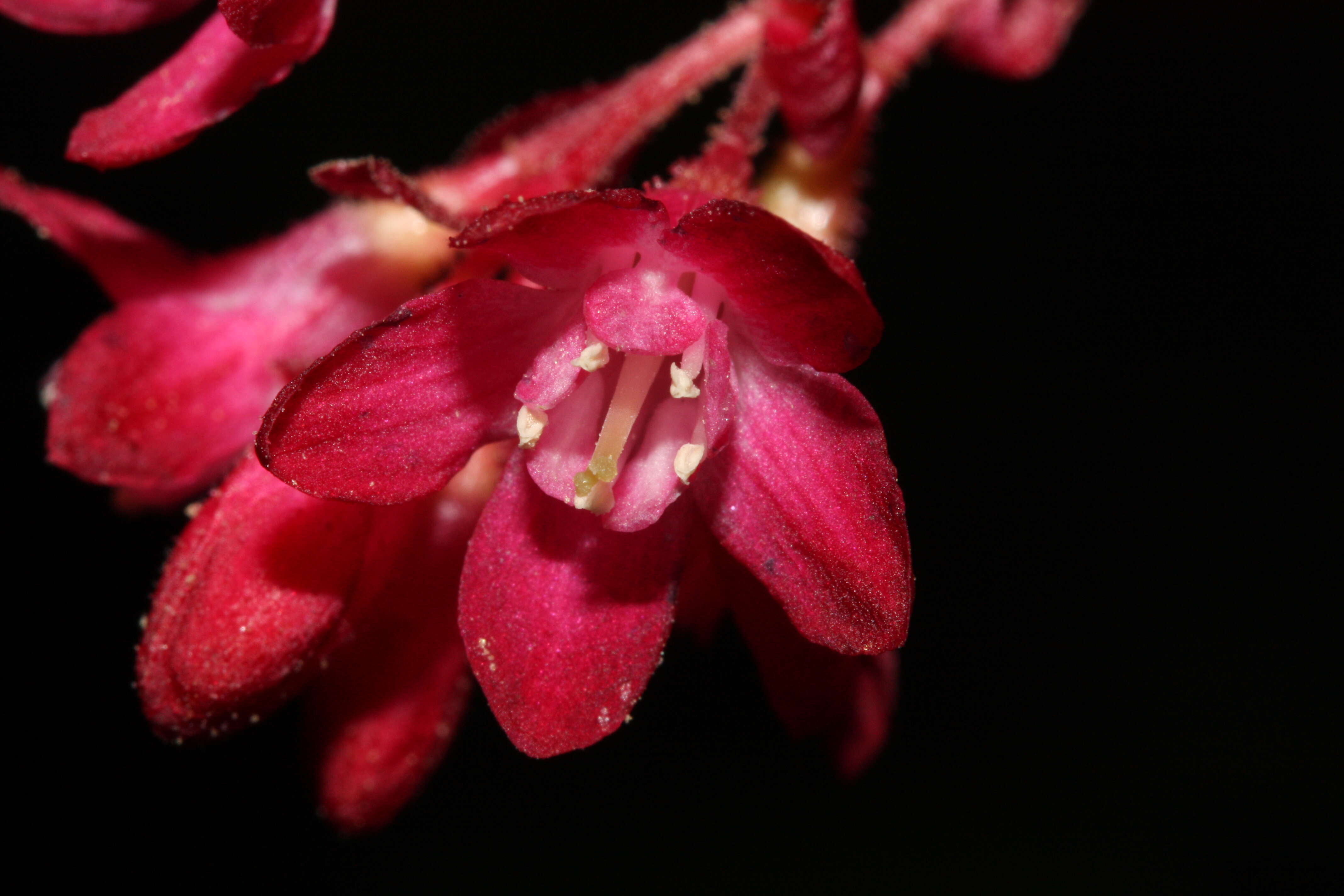 Imagem de Ribes sanguineum Pursh