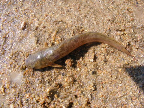 Image of African Catfish