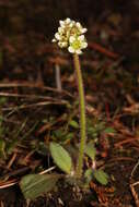 Imagem de Micranthes integrifolia (Hook.) Small