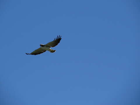 Image of White-tailed Hawk