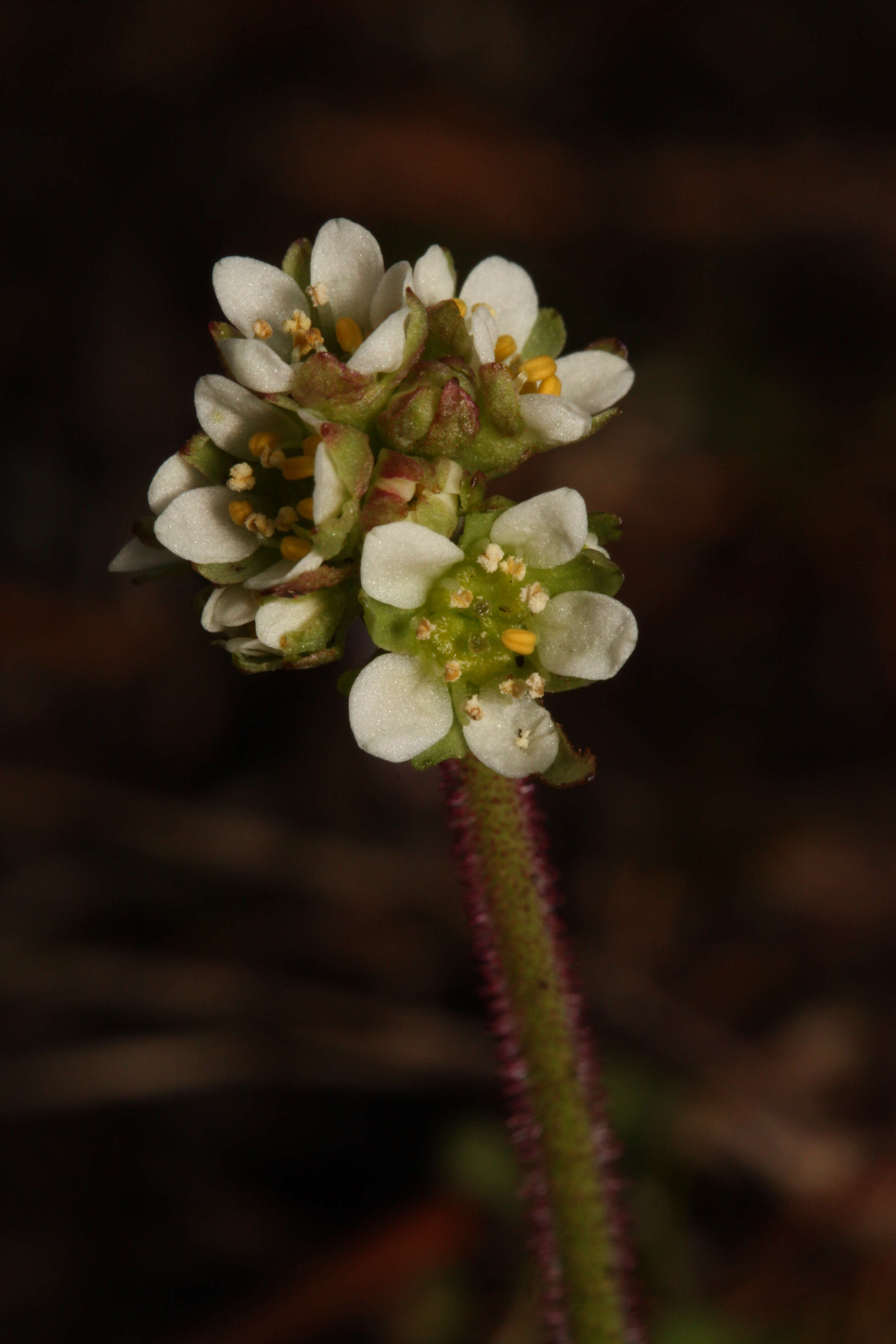 Imagem de Micranthes integrifolia (Hook.) Small