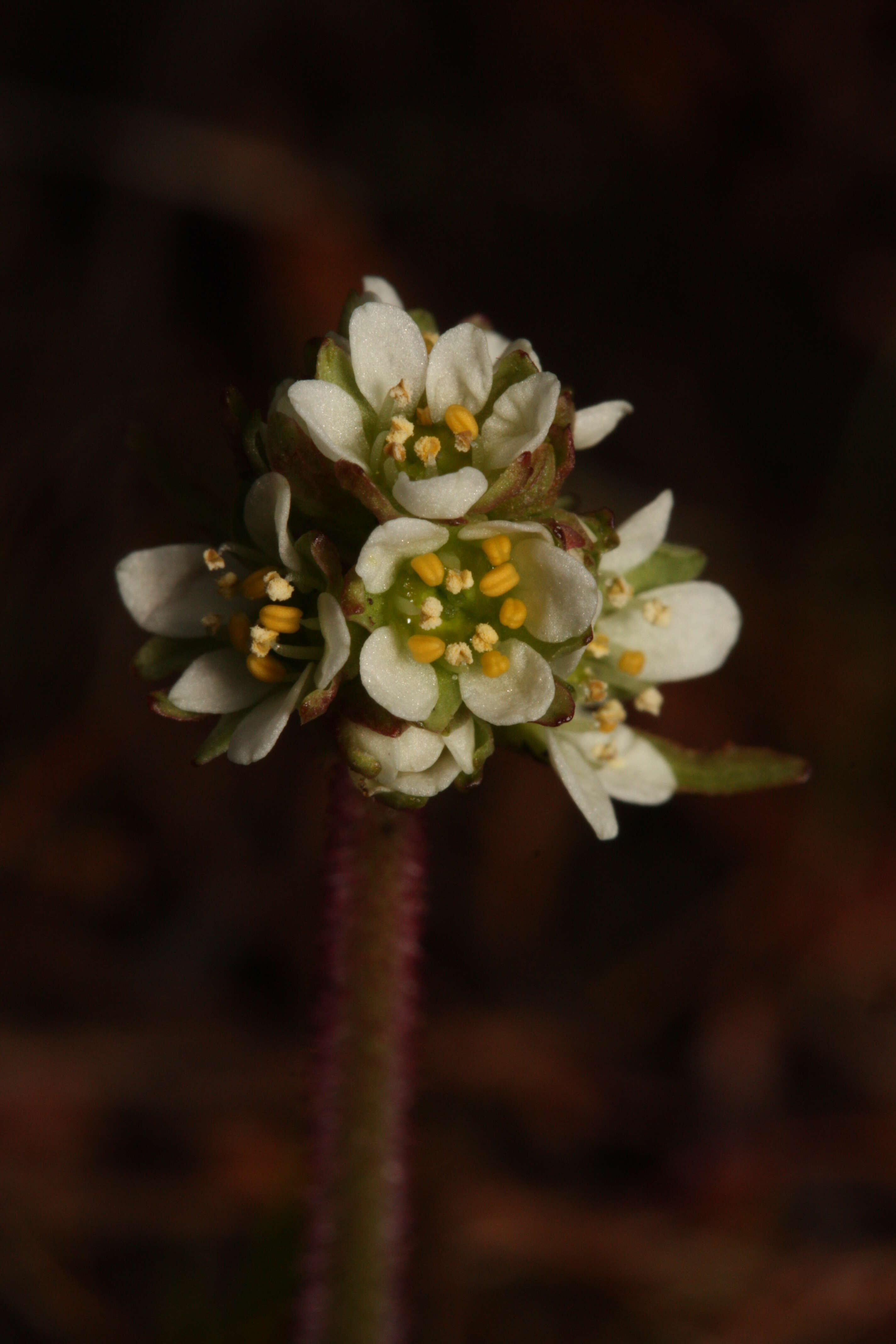 Imagem de Micranthes integrifolia (Hook.) Small