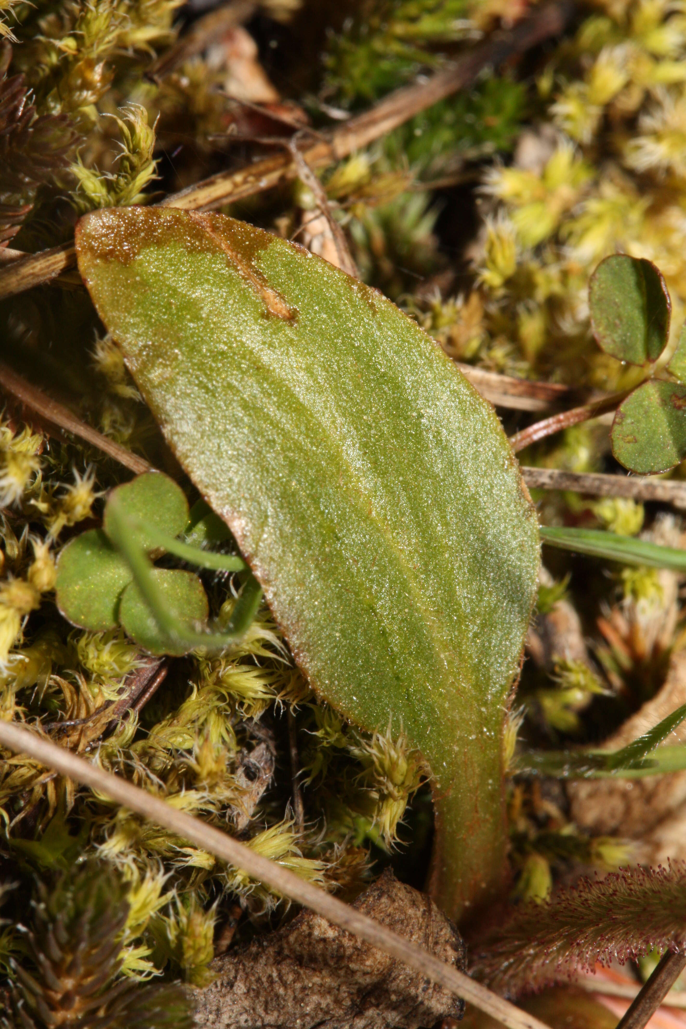 Imagem de Micranthes integrifolia (Hook.) Small