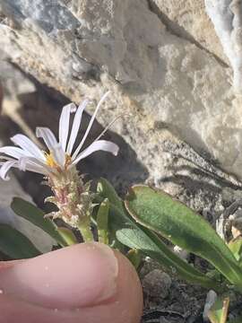 Image of King's serpentweed