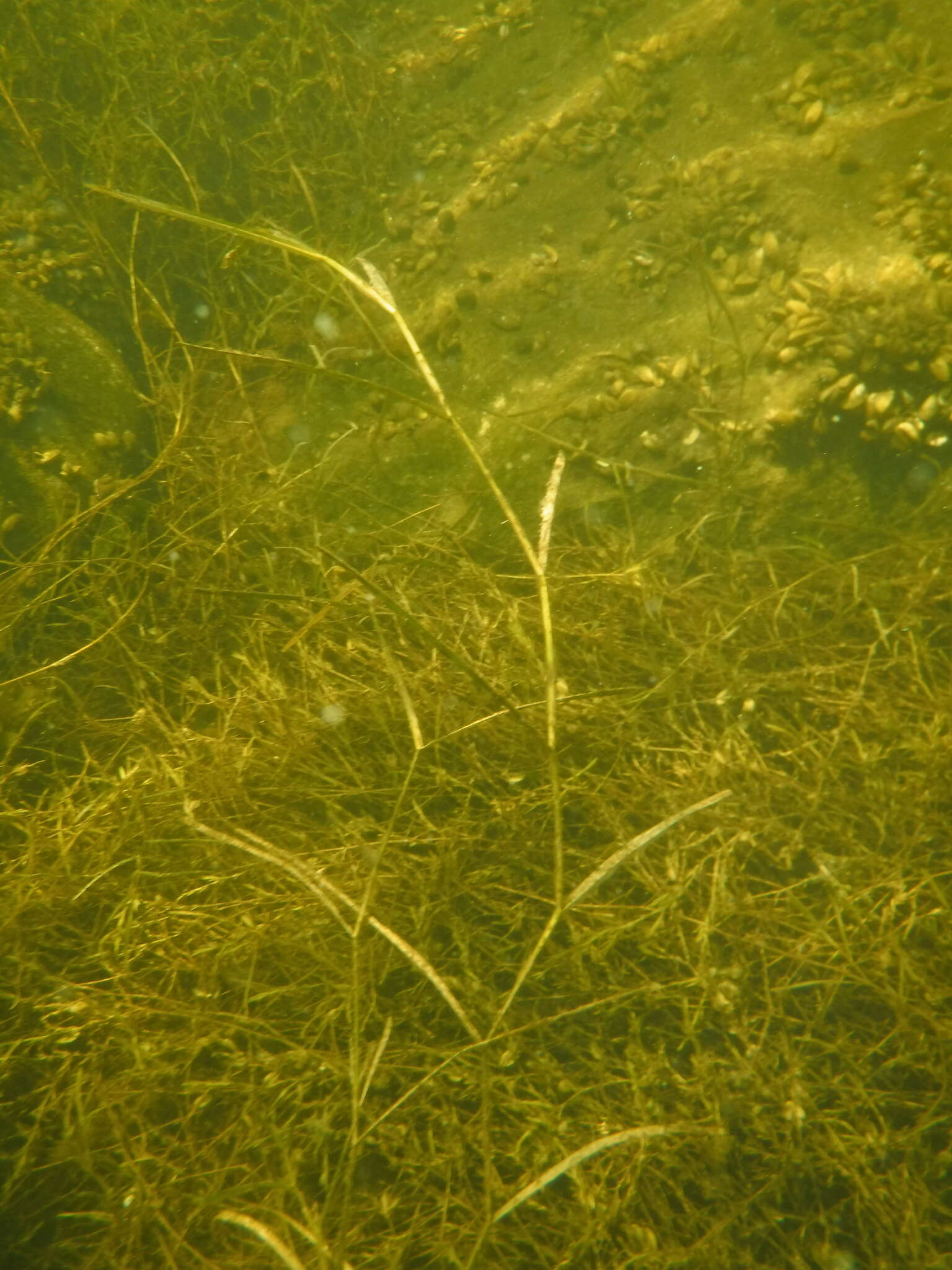 Image of Flat-Stem Pondweed