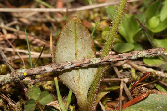 Image of Columbian Pseudosaxifrage